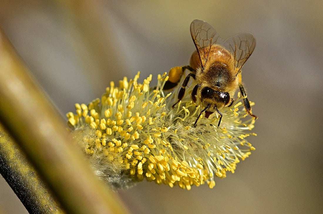 What is The Best Time to Take Bee Pollen